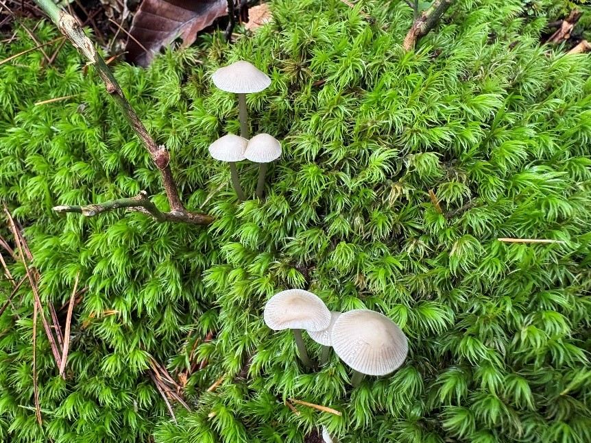 苔の中のキノコ